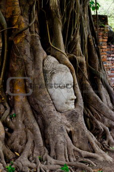 monk head in the banyan tree