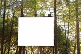 Projection Board in the Woods