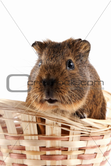 Guinea pig in a wattled basket