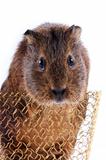 Portrait of a guinea pig in a basket