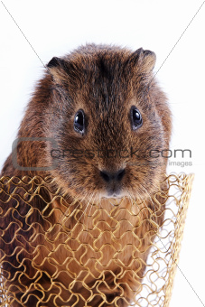 Portrait of a guinea pig in a basket