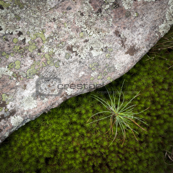 Rock, moss and pine needles