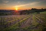 Sunrise at a Tuscan Vineyard