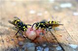 voracious wasps
