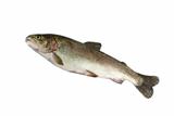 alive trout