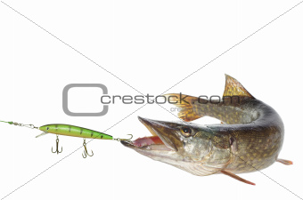 pike and artificial bait