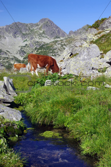 mountain cow pasture