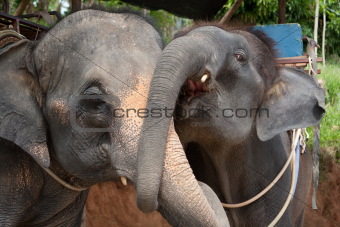 Two grey elephants are hugging by their trunks