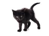 Scared black kitten