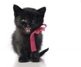 Small kitten with ribbon