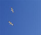 Two seagulls hover in clear sky