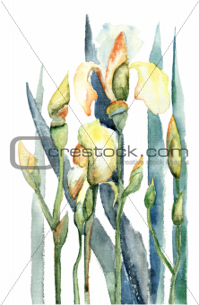 Iris flowers, watercolor illustration 