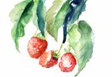 Raspberry, watercolor illustration 