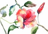 Watercolor illustration of Beautiful flowers 