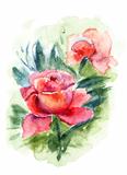 Beautiful Roses flowers, Watercolor painting 