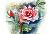 Red Roses, watercolor illustration 