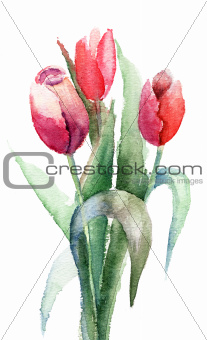 Tulips flowers 