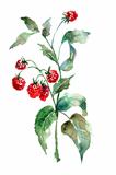 Raspberry, watercolor illustration