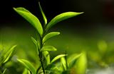 Bud Tea leaf
