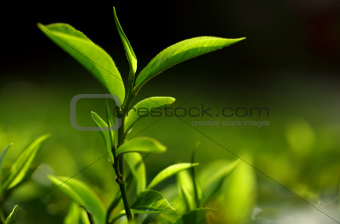 Bud Tea leaf