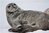 Seal rests 