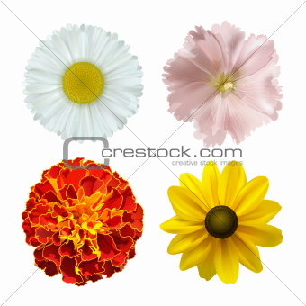 set of different summer flowers
