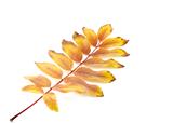 Twig with color autumn leaves