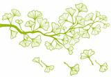 ginkgo branch with leaves, vector