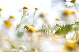 Camomile, summer meadow