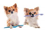 chihuahuas and toothbrush 