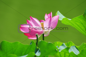 Lotus flower blooming in pond