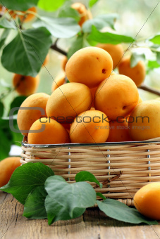 ripe juicy fruit apricot with leaves on a wooden table