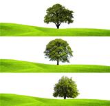 Green environment and tree
