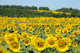 sunflowers on the field on a summer morning