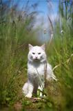 White cat in grass
