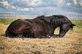 Black horse lying on the straw
