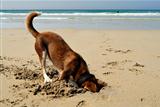 Dog burying his head in the Sand.