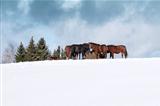 Horses with hay in winter