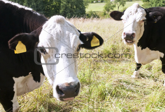 Two cows on pasture
