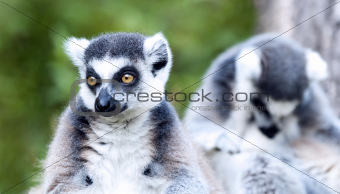 Ring-tailed lemur (Lemur catta) 