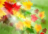 Vibrant Autumn Maple Leaf Background