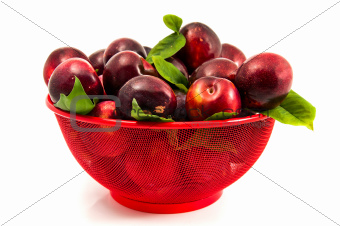 fresh delicious plum isolated