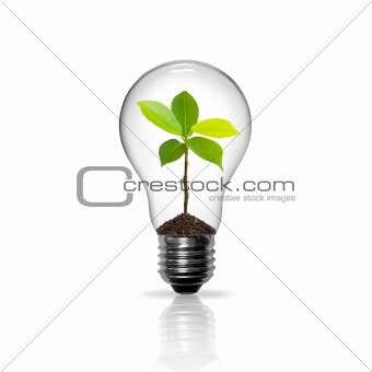Light Bulb with sprout inside