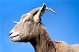 Goat side profile with blue sky background