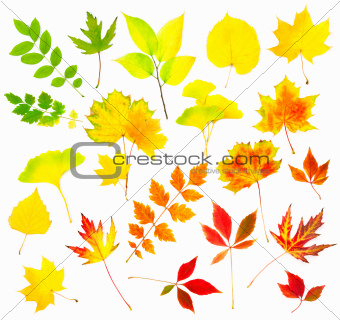 Collection of Beautiful Colourful Autumn Leaves