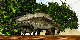 Stegosaurus 03