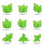 Set of green eco leaves isolated on white background