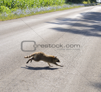 Raccoon Crossing The Road 