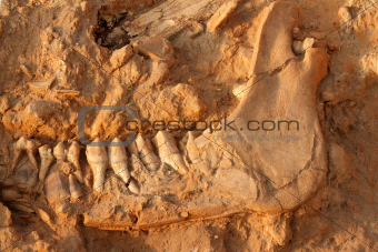 Ancient fossil jaw bone