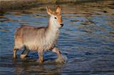 Young waterbuck in water